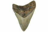 Fossil Megalodon Tooth - North Carolina #219501-1